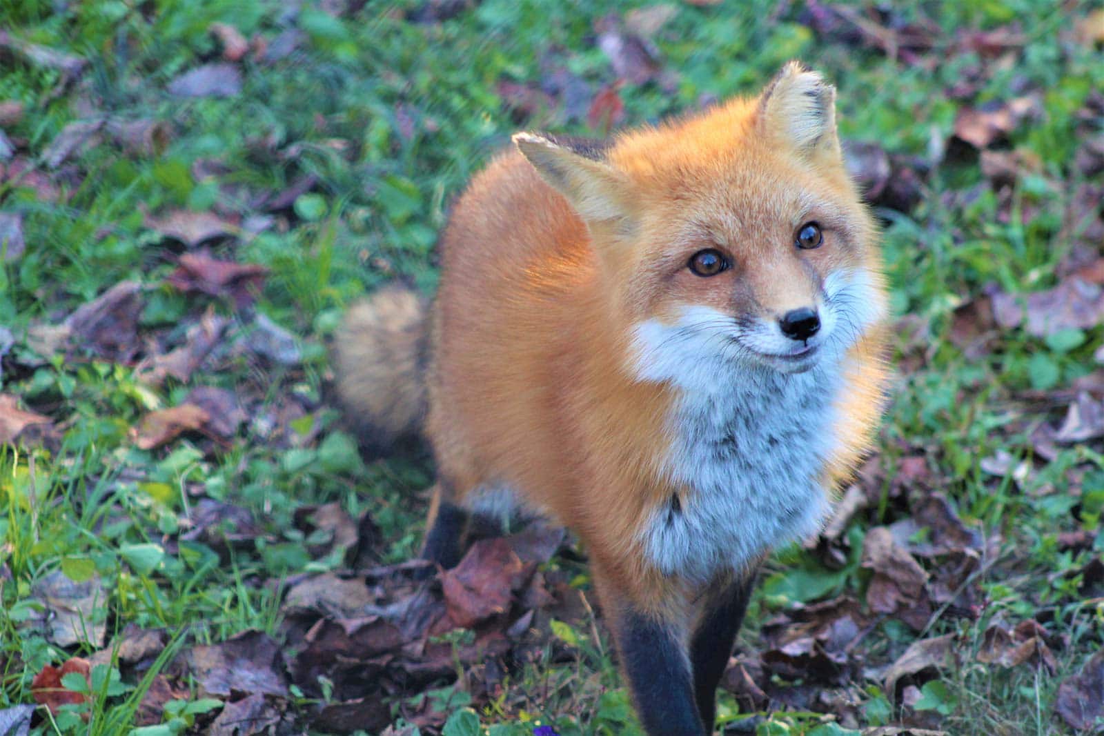 banner-red-fox.jpg