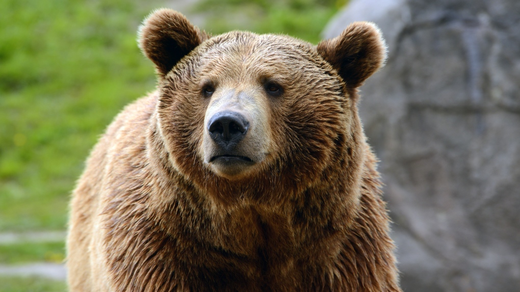 grizzly-bear---generic-1-6541641-1693427692495.jpg