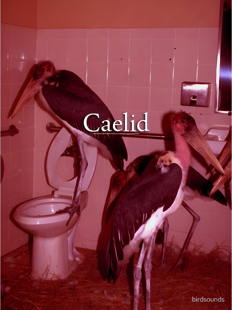 caelid.jpg