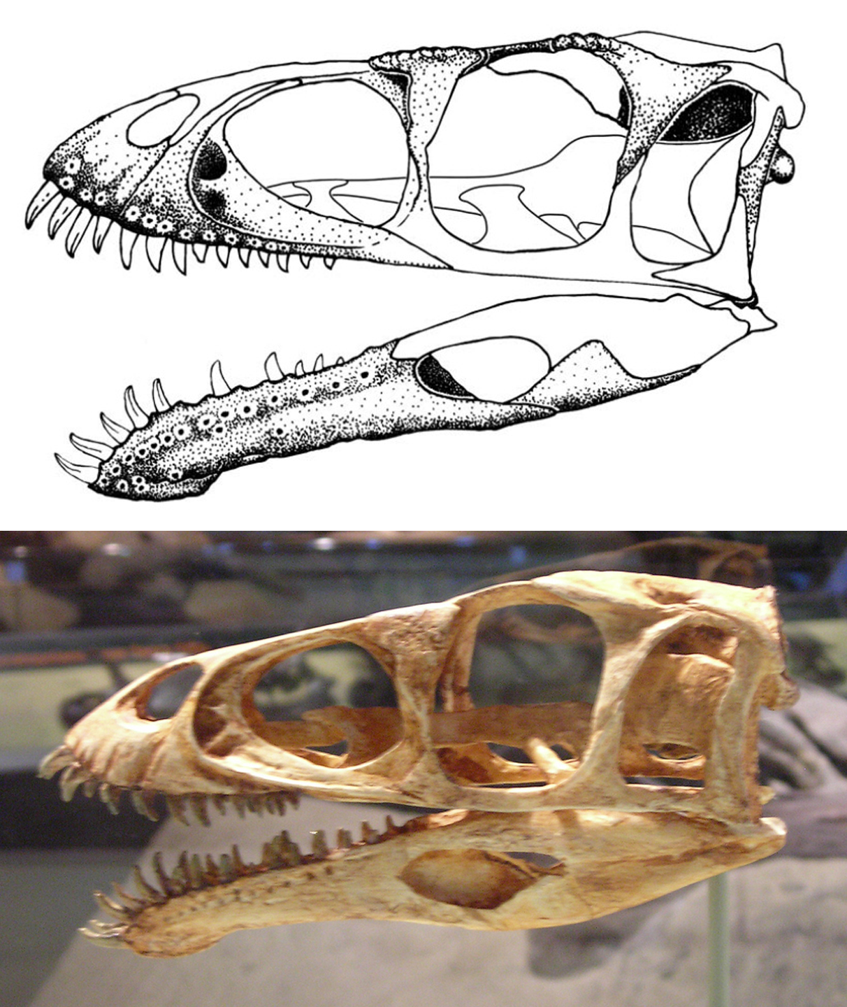 masiakasaurus-skulls.png