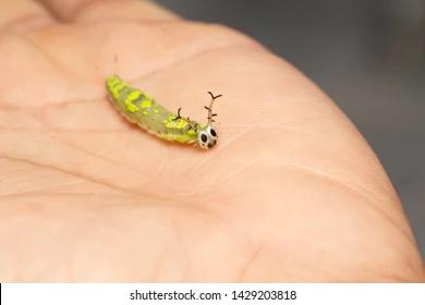 caterpillar-common-pasha-butterly-herona-260nw-1429203818.webp.jpg