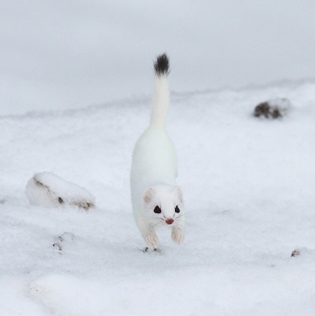 White Critters of Winter.jpeg