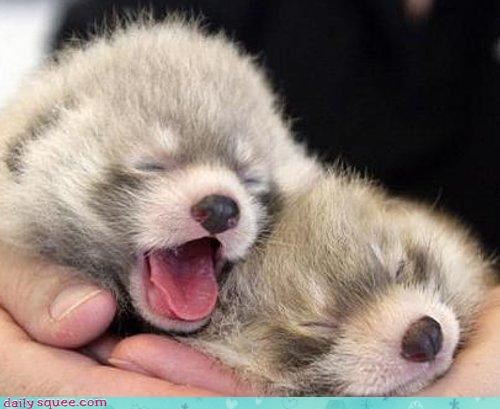 red-panda-babies.jpeg.jpg