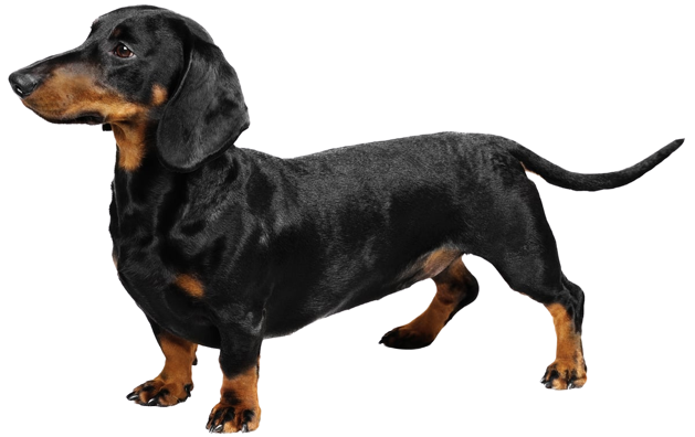 file_23020_dachshund-dog-breed-removebg-preview.png