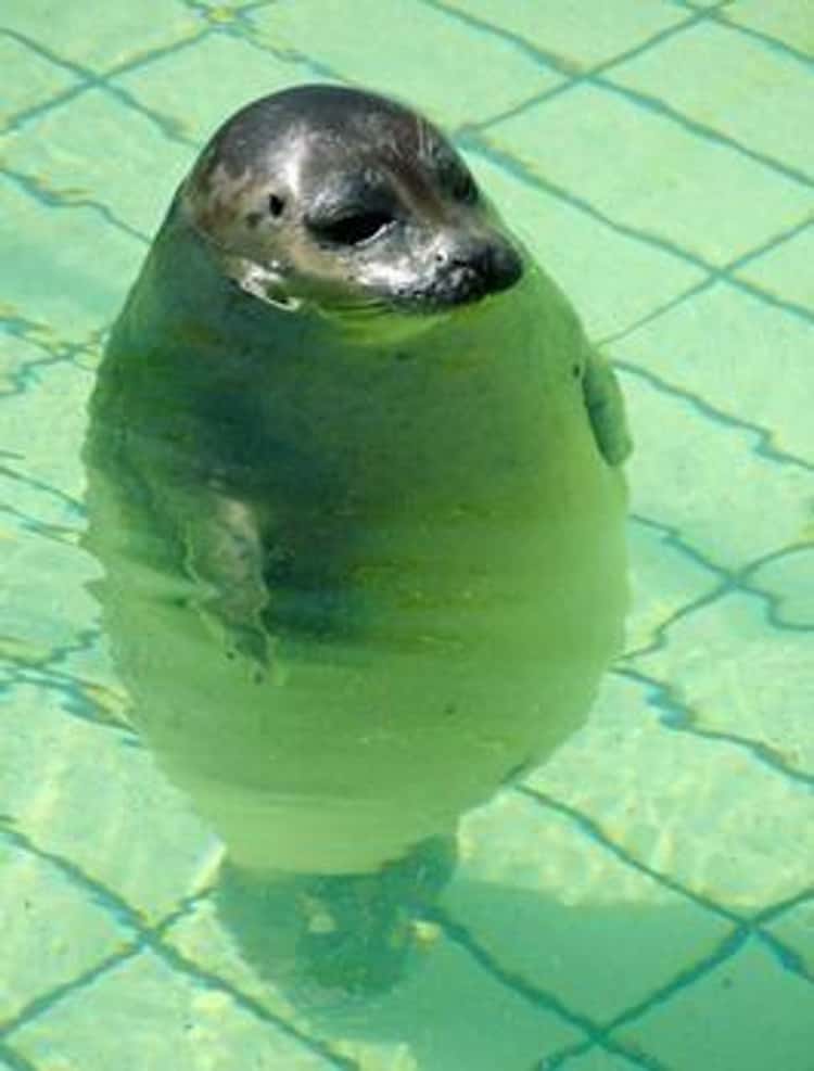 fat-seal-photo-u1.jpeg.jpg