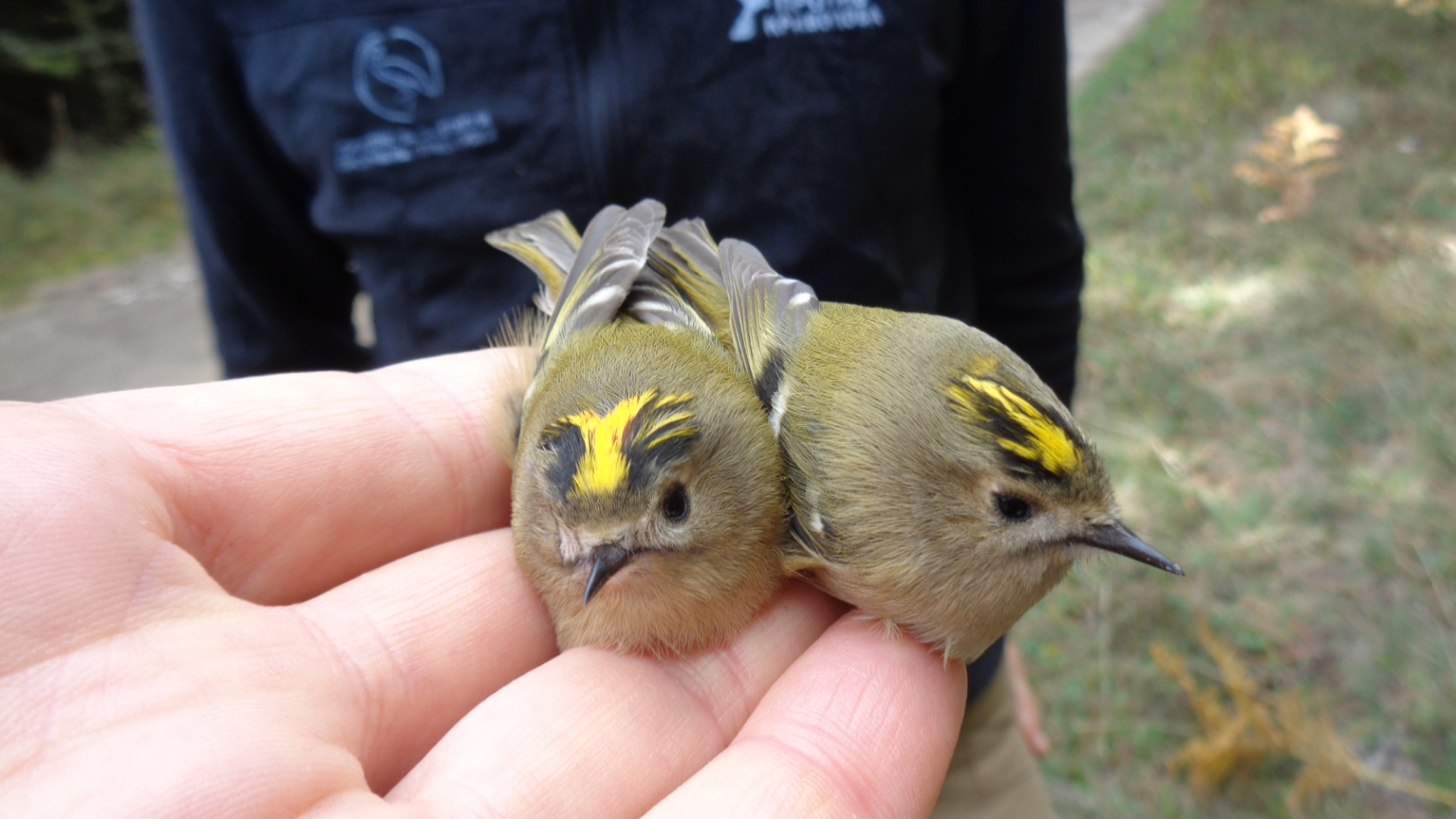 Kraljić_(Regulus_regulus)_Goldcrest.jpg