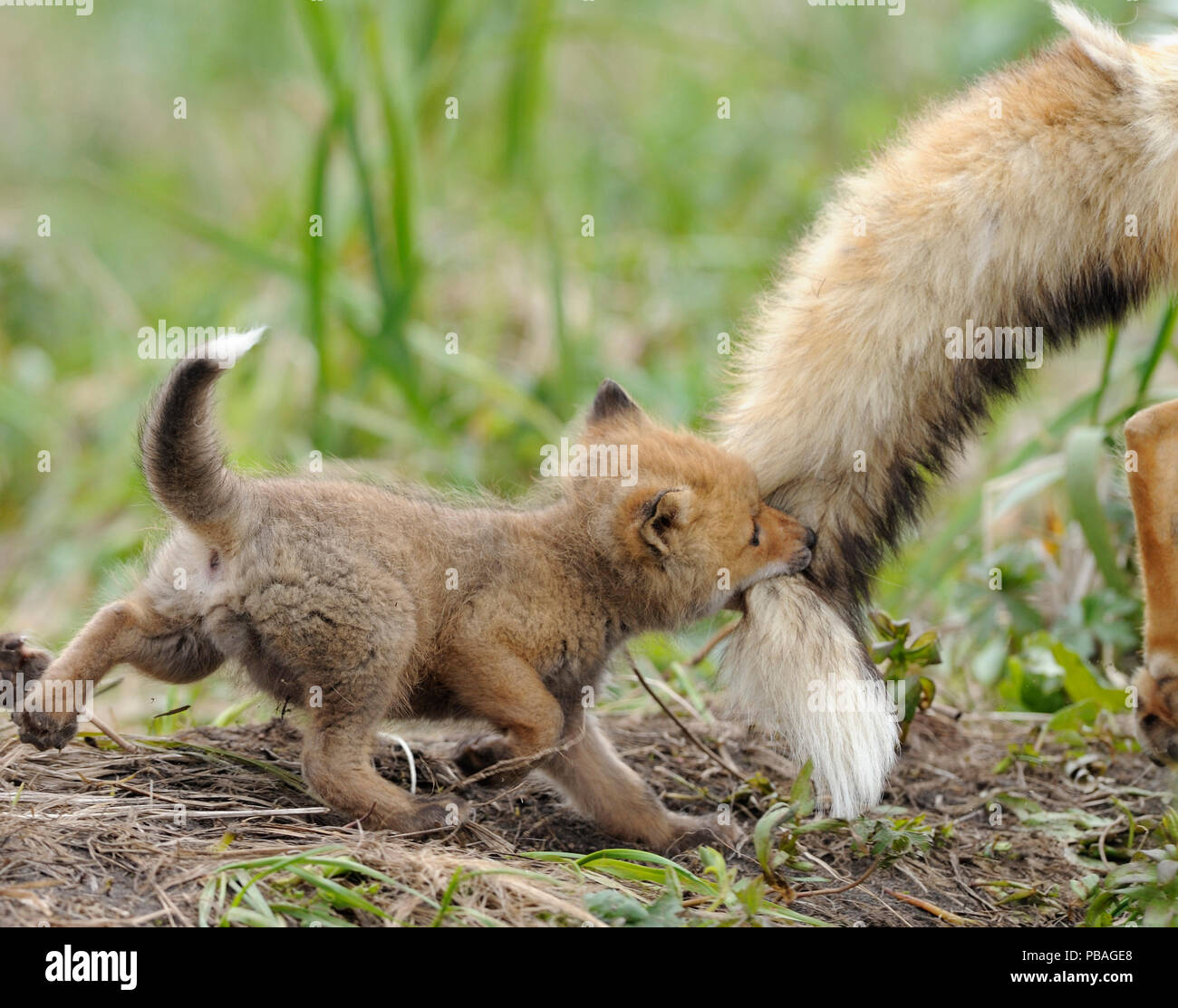 red-fox-vulpes-vulpes-cub-biting-tail-of-adult-male-kronotsky-zapovednik-nature-reserve-kamchatka-peninsula-russian-far-east-june-PBAGE8.jpg