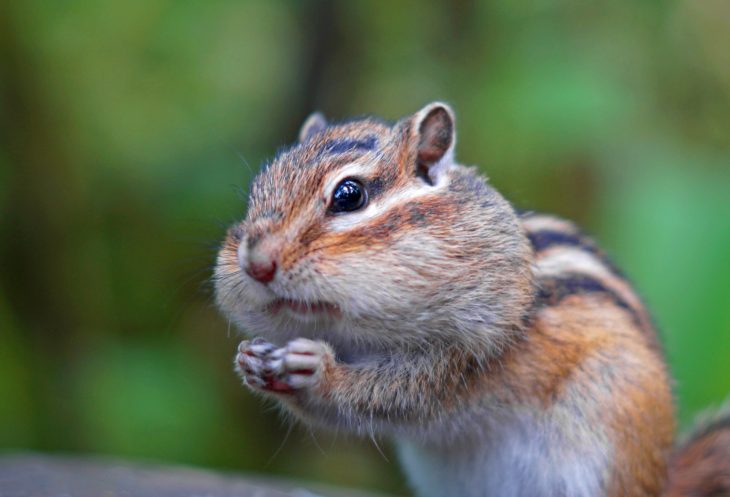 chipmunk-730x497.jpg