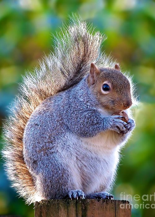 fat-squirrel-mark-miller.jpg