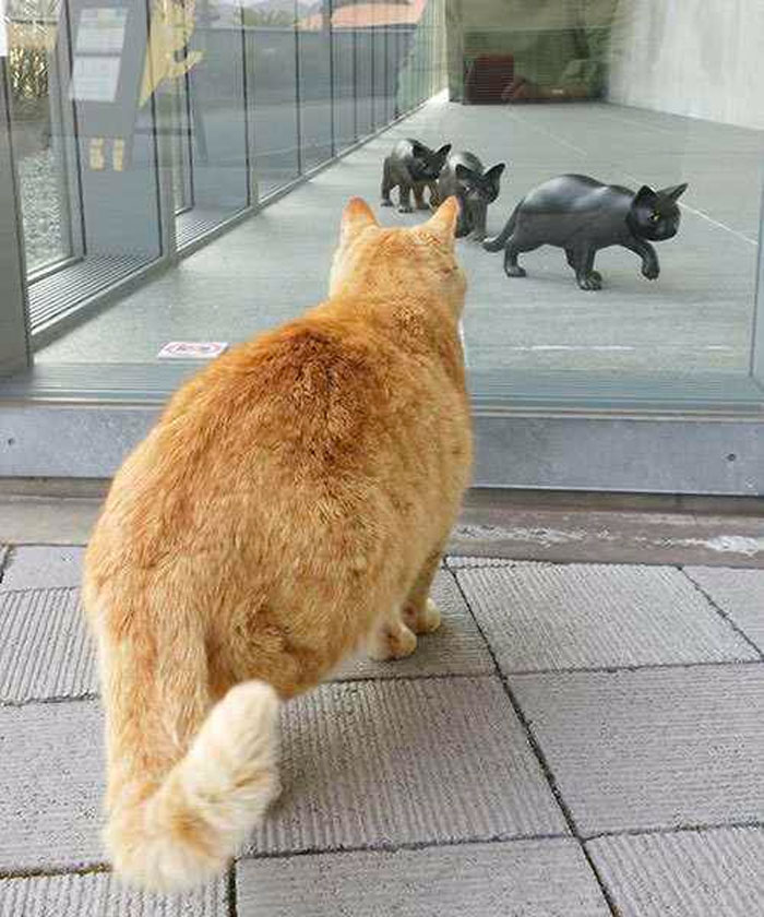 cats-sneaking-security-ken-chan-gosaku-hiroshima-onomichi-city-museum-of-art-5bee85639e64f__700.jpg