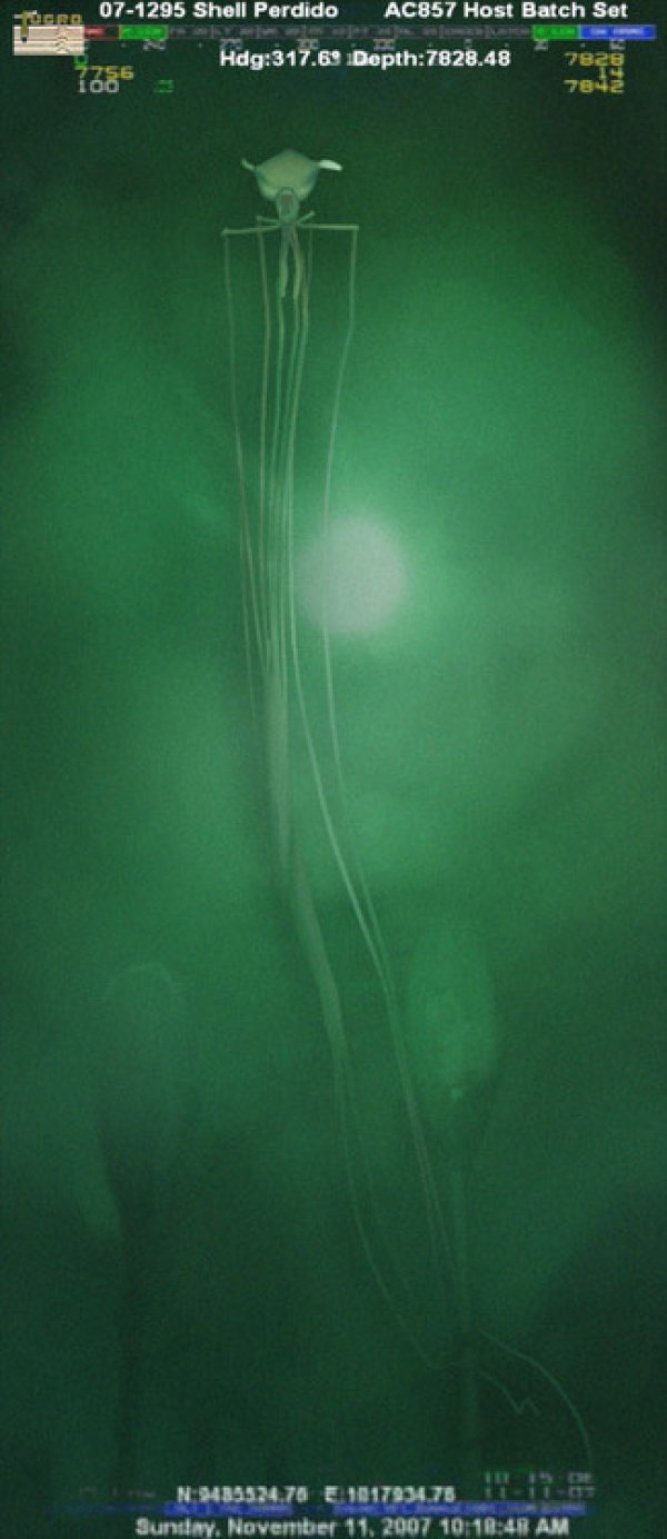 0d75907b0d8898d80a5f595e7e076d36-the-bigfin-squid-is-a-real-deep-sea-creature-that-will-eat-your-dreams.jpg