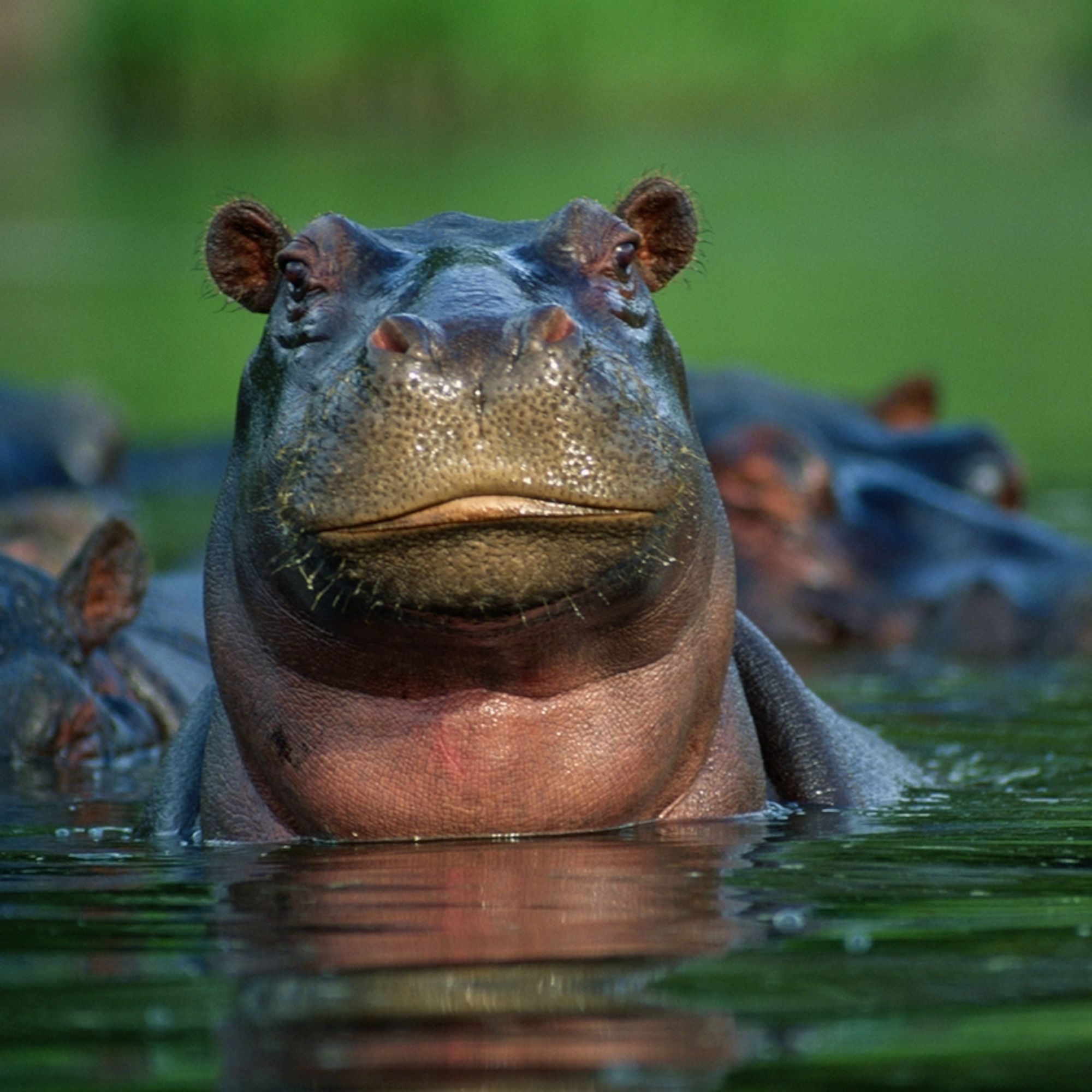 hippopotamus-closeup-water_square.jpg