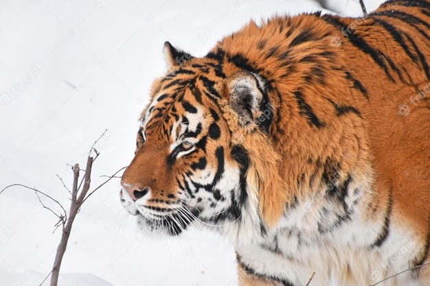 siberian-tiger-walks-in-white-snow_273651-267.jpg