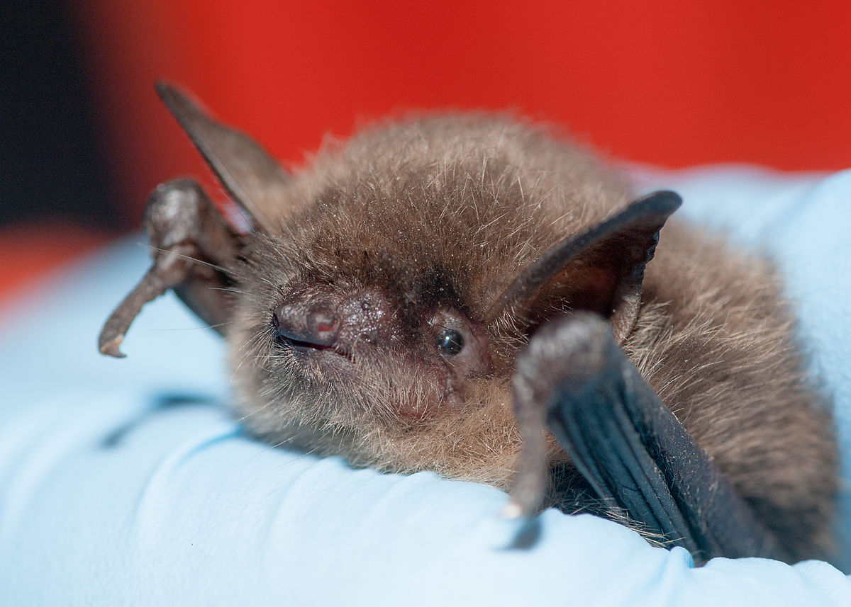 1200px-Myotis_yumanensis_(Yuma_myotis)_(11362476624).jpg