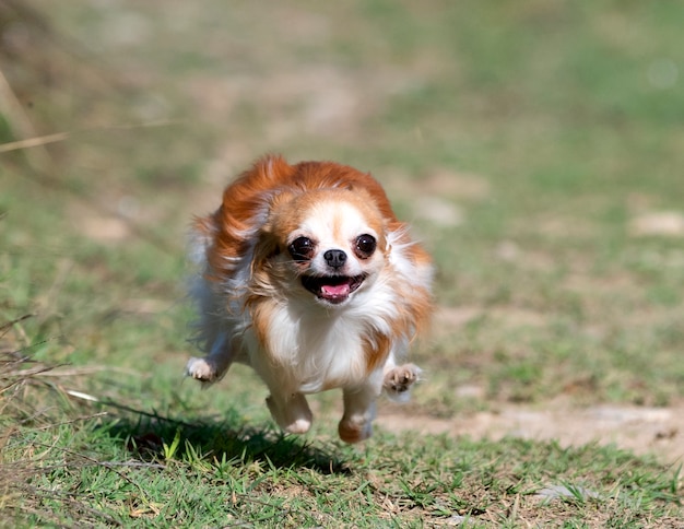 little-chihuahua-running-in-the-nature_87557-20600.jpg