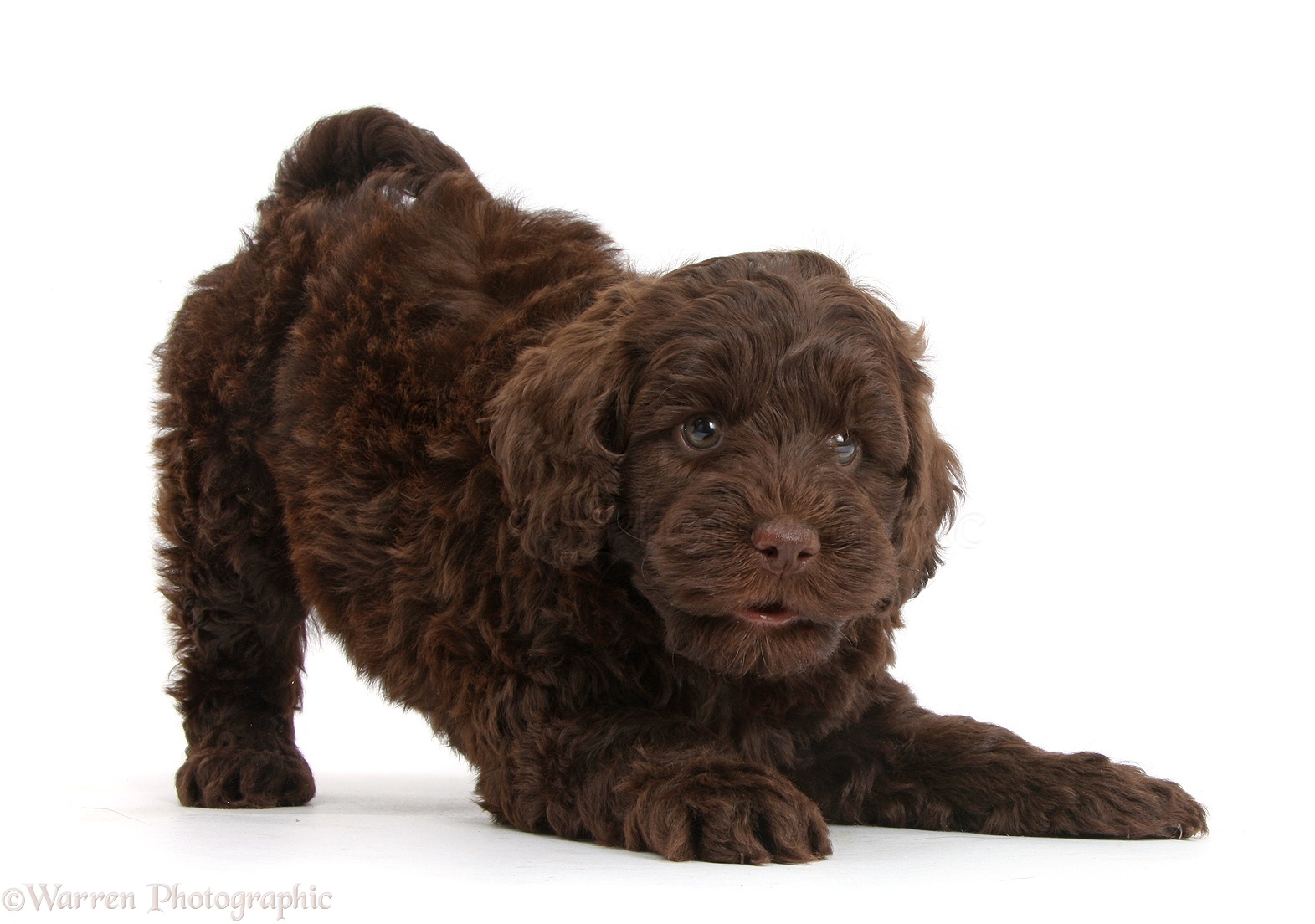 38421-Cute-chocolate-Toy-Goldendoodle-puppy-in-play-bow-white-background.jpg