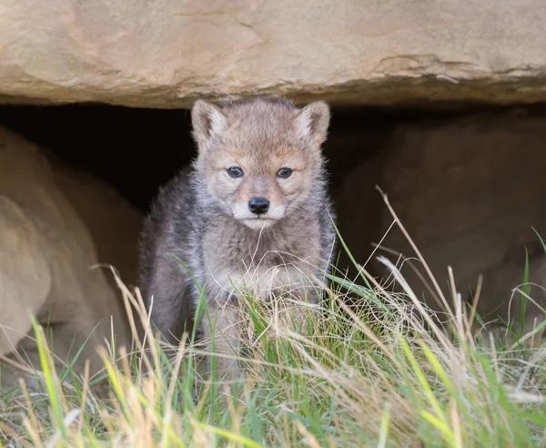 depositphotos_348244110-stock-photo-coyote-pup-in-wild-animal.jpg