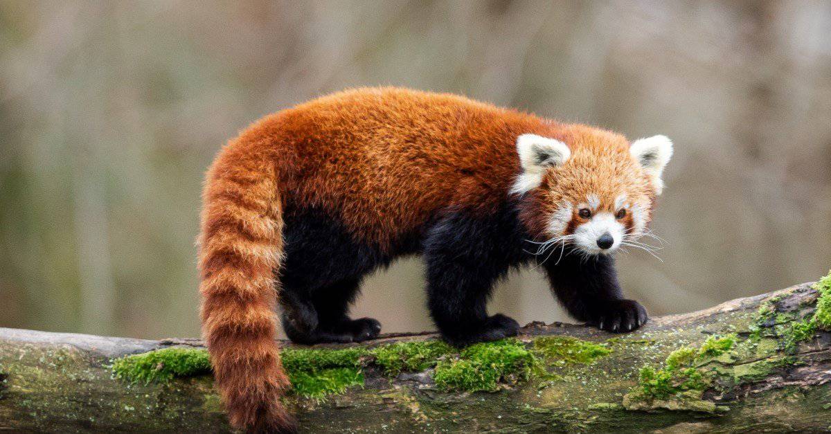 Red-Animals-Red-Panda.jpg