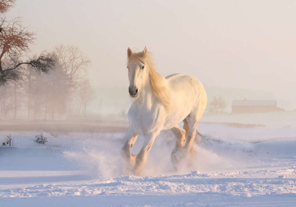 white-horse-3010129_960_720.jpg
