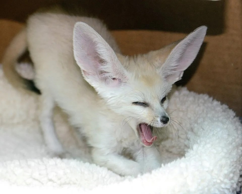 Fennec-Fox-Yawning 2.jpeg