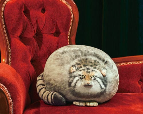 puffy-pallas-cat-pillow-1-thumb.jpg