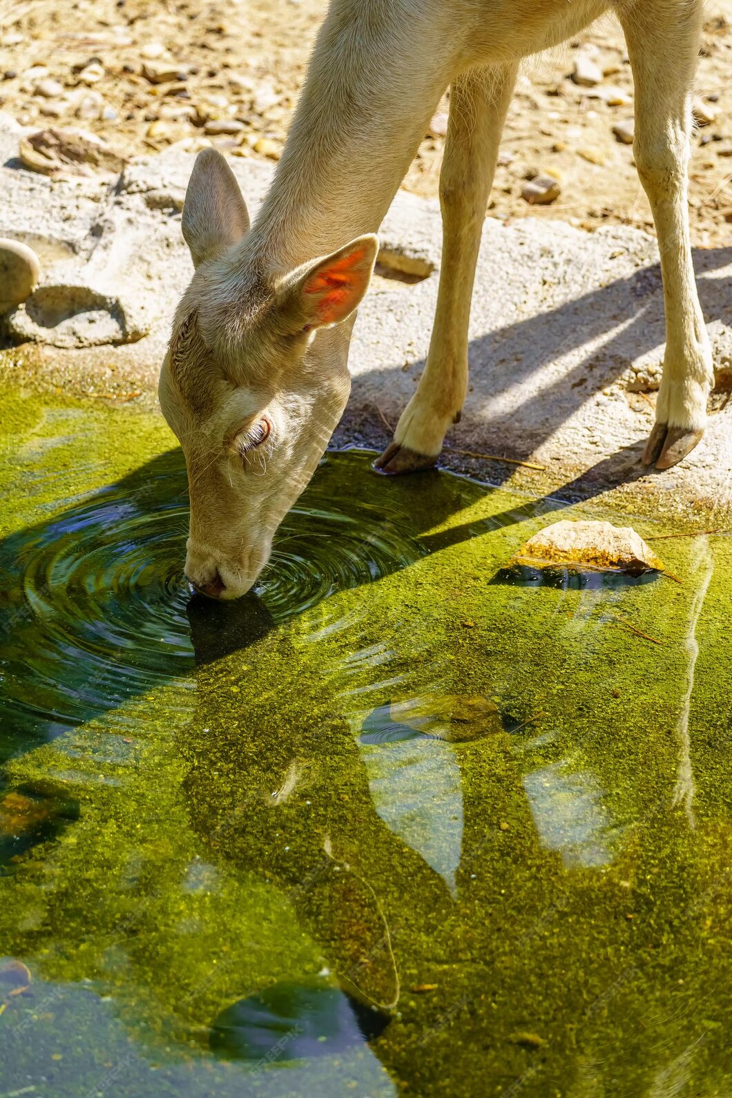 small-white-deer-drinking-water-from-stream-clean-water_395383-3447.jpg