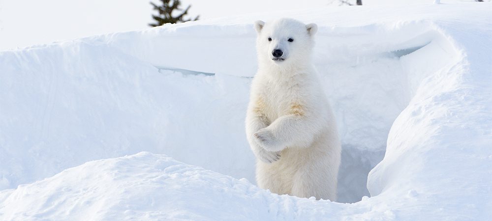 polar_bear_cub_den_arctic.jpg
