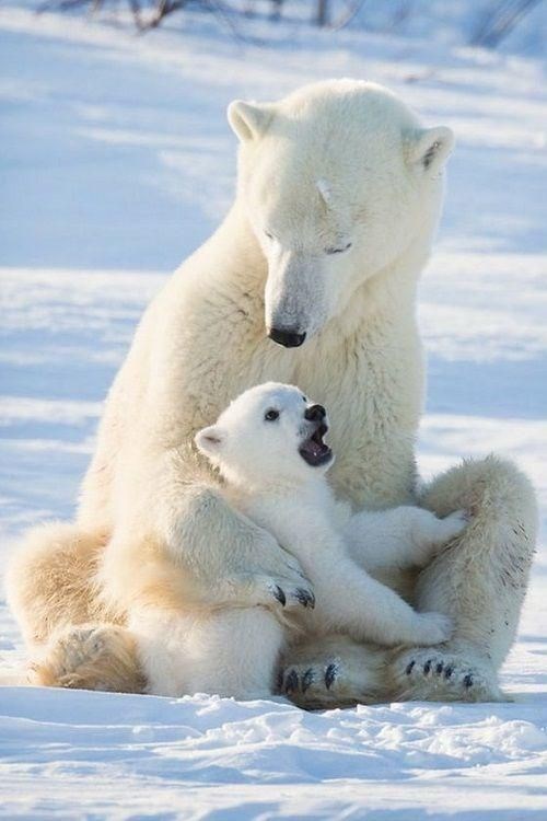 polar-bear.jpeg
