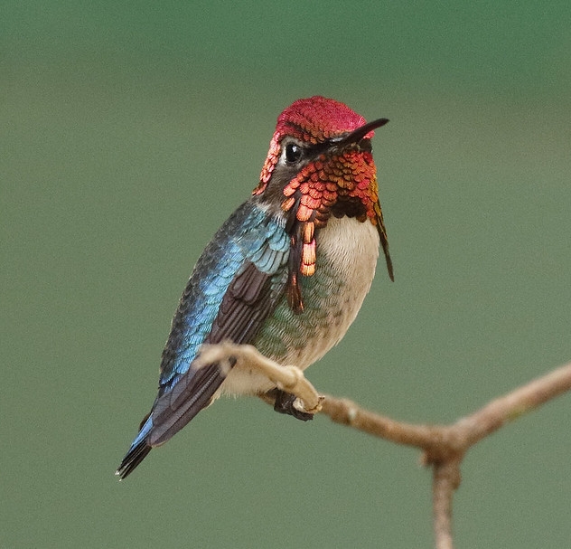 Bee-Hummingbird-male-800-Dave-Curtis-CC.jpg