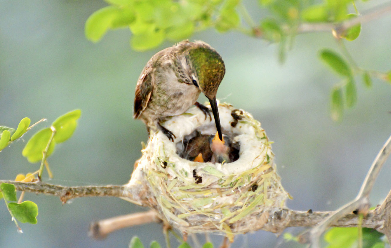 Hummingbird-Nest.jpg