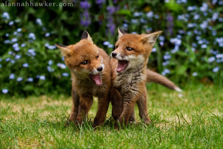 fox_cub_11_by_alannahily-d3mzg7n.jpeg