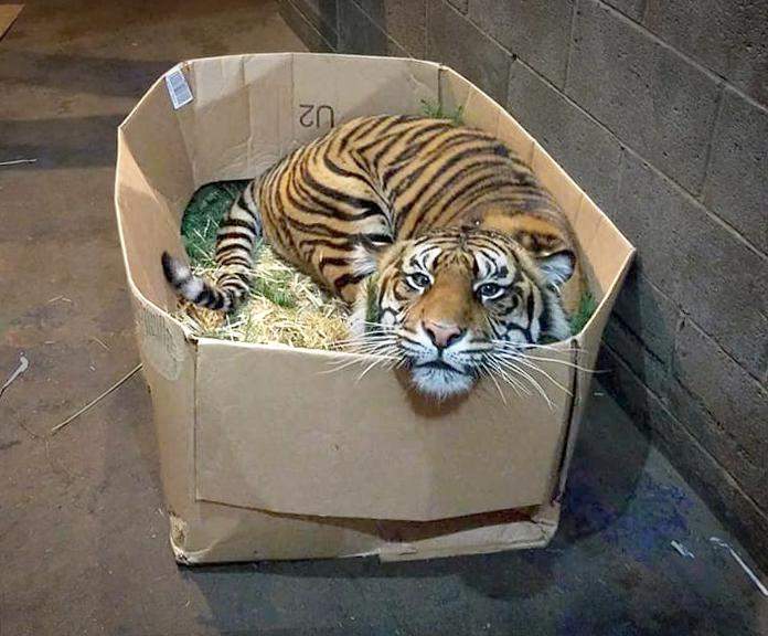 Do-big-cats-like-boxes.jpg