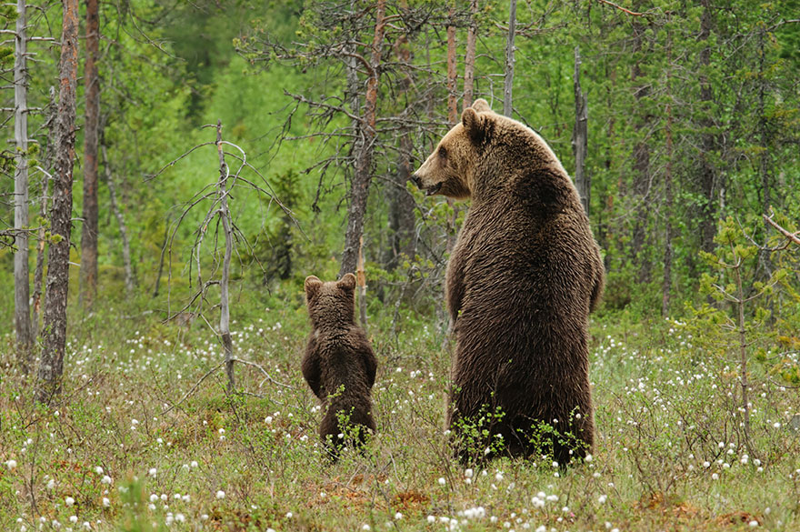 mother-bear-cubs-animal-parenting-2-57e3a1e41ab75__880.jpg