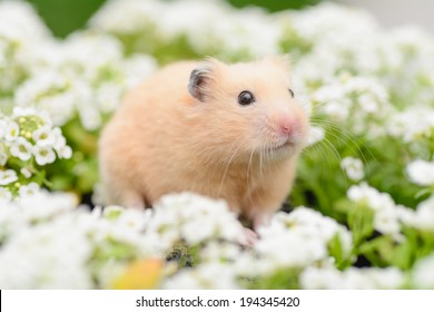 golden-hamster-alyssum-garden-260nw-194345420.jpg