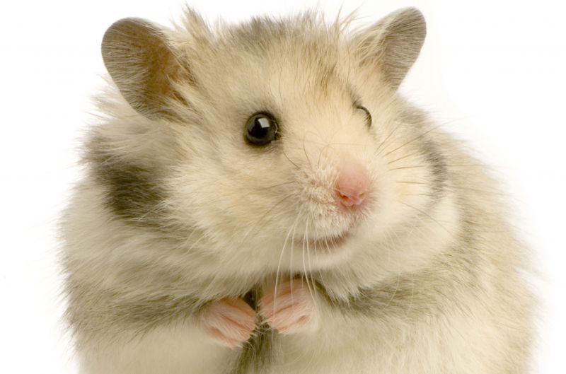 hamster_rodent_feathers_white_background-614660.jpg!s2.jpg
