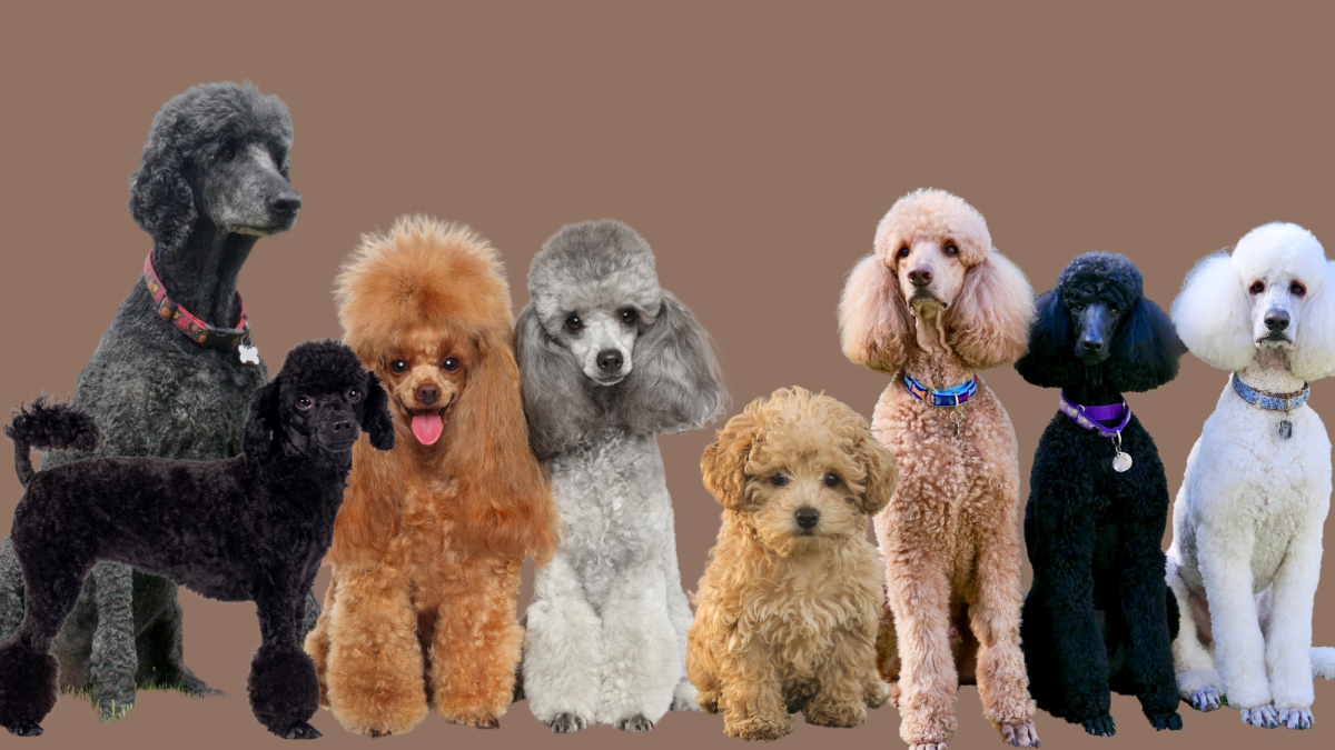 different-types-of-poodle-dog-breed-information-pictures-characteristics.png