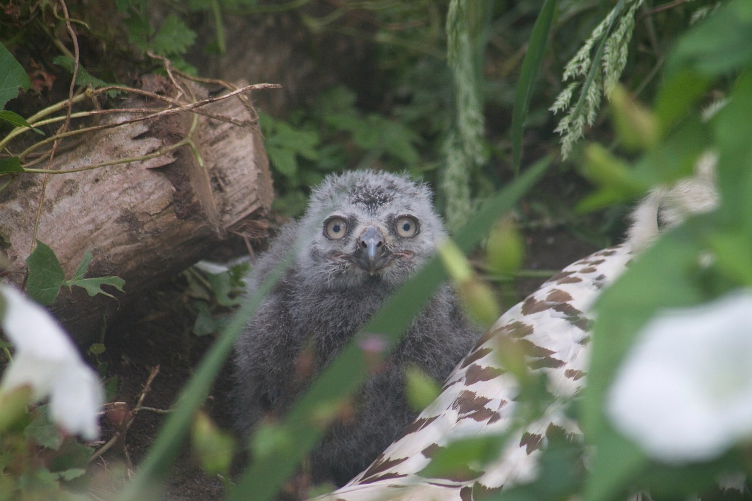 NZ-Snowy-owl-chick_2_LR.jpg