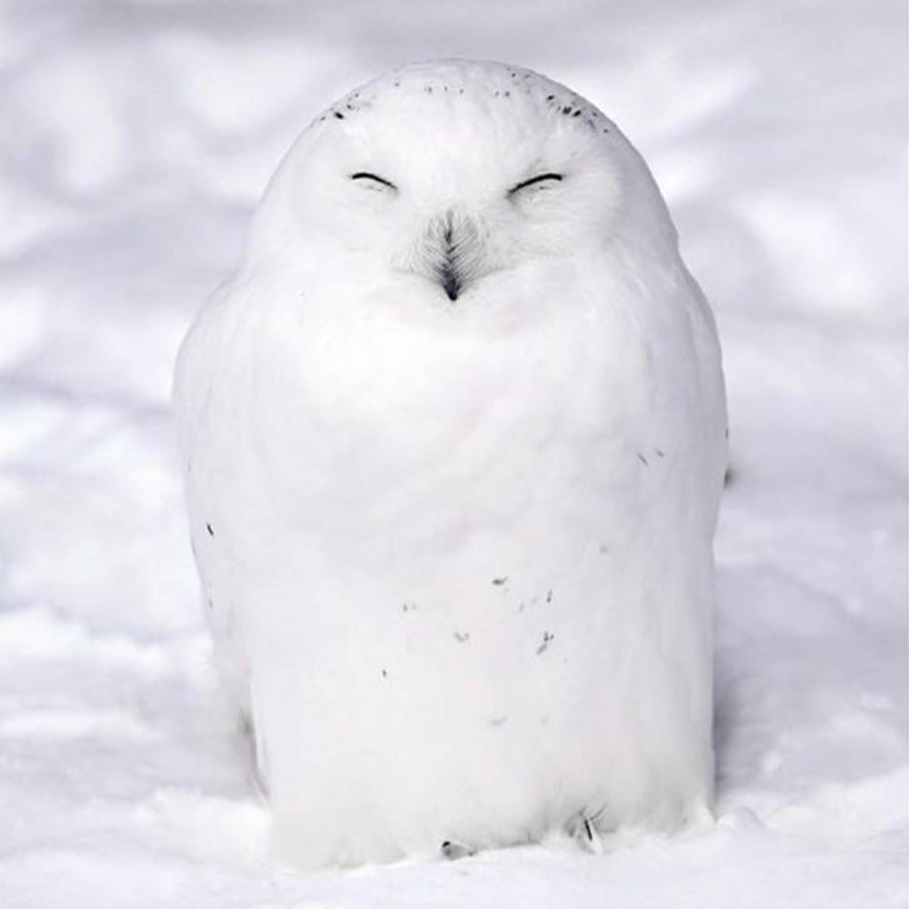 this-fluffy-snowy-owl-v0-5nxl7imm5dv91.jpg