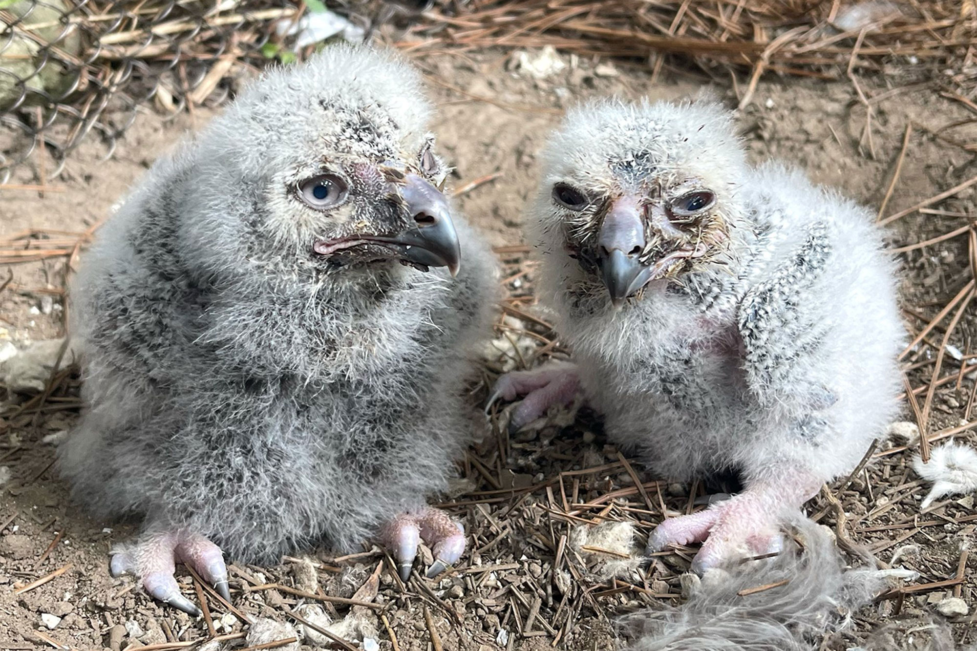 baby-snowy-owls-417.jpg