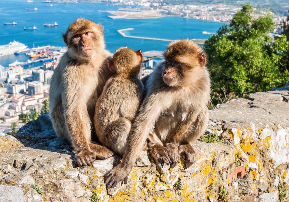 barbary-macaque-monkeys-gibraltar.jpg