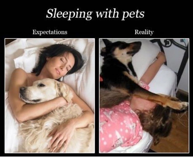 dog-sleeping-with-pets-reality-expectations.jpeg