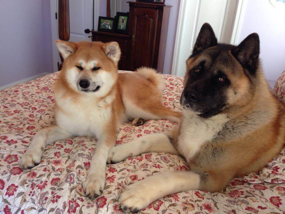 Nabi-Japanese-Akita-and-Bear-American-Akita.jpg