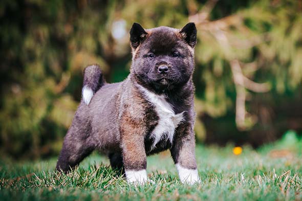 Akita-puppy-standing-in-the-grass.jpg