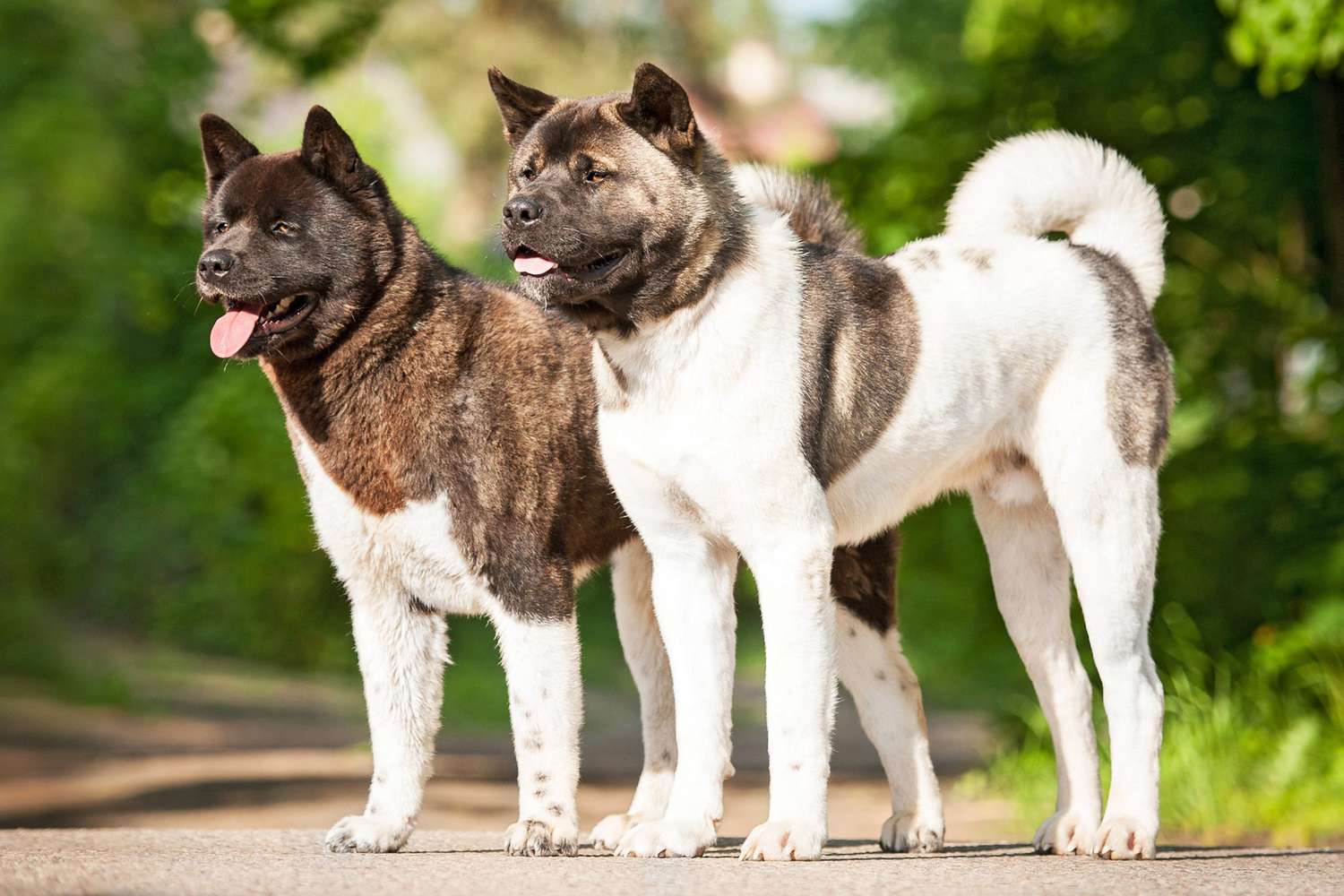 akita-two-dogs-84325701-2000-9e3a76c470cf4d6eb046426debaa4ffa.jpg