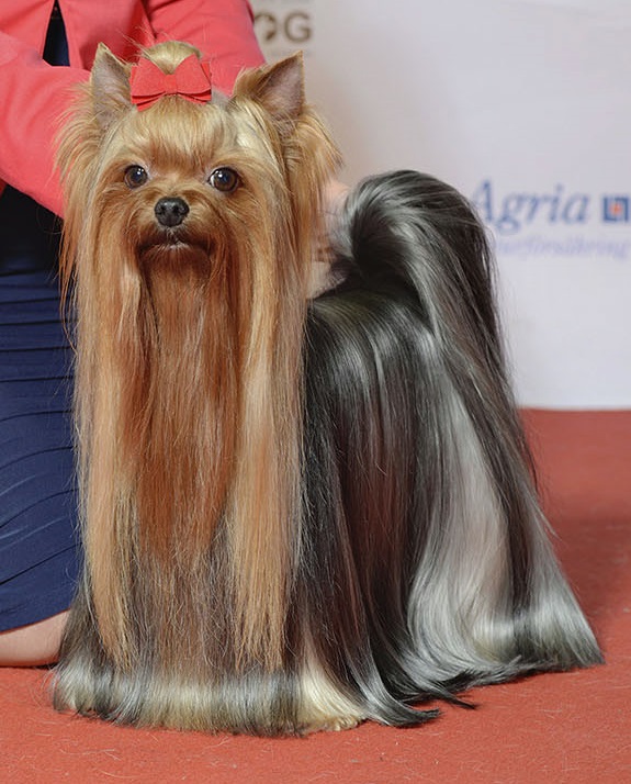 (2_version)_Grupp_3,_YORKSHIRETERRIER,_NO_UCH_SE_UCH_Oxzar_Amazing_Bel’s_Toffy_(24310212305).jpg