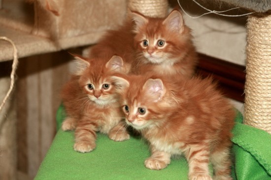 lovely-red-tabby-maine-coon-kittens-te-koop.jpeg