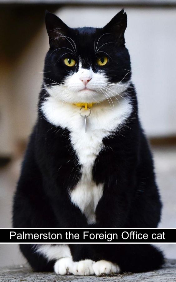 Palmerston-Foreign-Office-cat.jpg