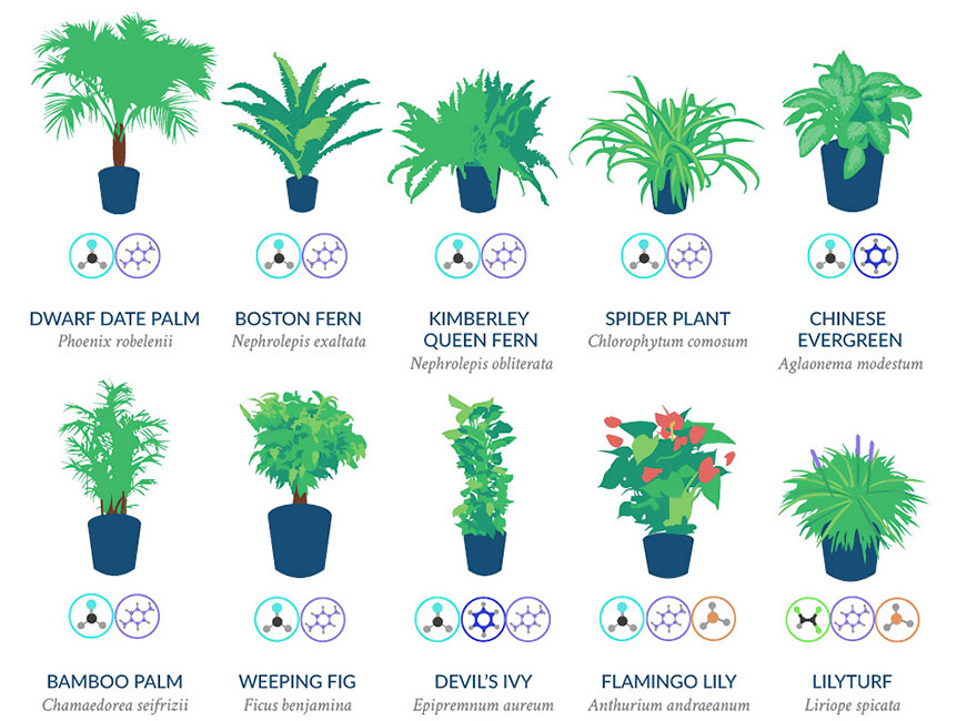 best-air-filtering-houseplants-nasa-3.jpg