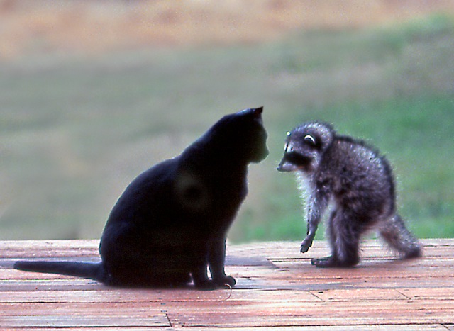 Baby-Raccoon-meets-the-friendly-housecat-by-Siegfried-Matull.jpg