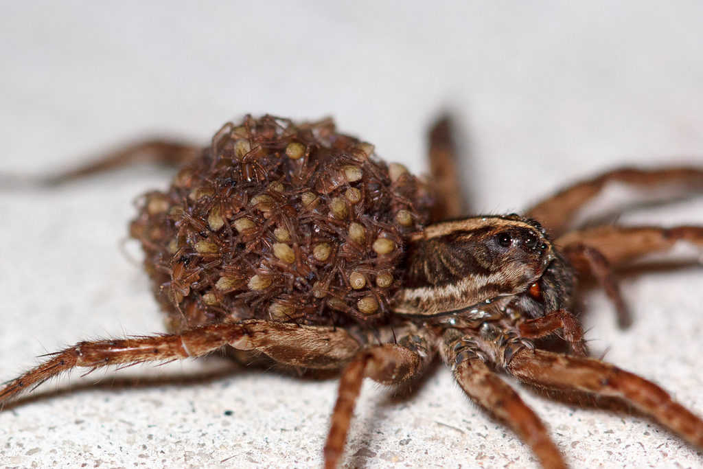 female-wolf-spider-Flicker-p.sparrow-1024x683.jpg